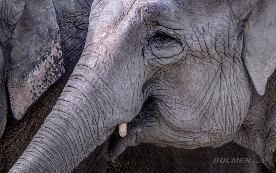 Asian elephant (Elephas maximus)